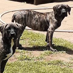Perro de Presa Canarios from King Royal Kennel
