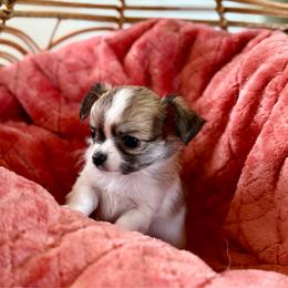 Beretta - Black and red male Chihuahua puppy in Choctaw, Oklahoma from Savvy Chihuahuas of Oklahoma
