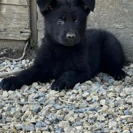 German Shepherd Puppies from Outlier Kennel