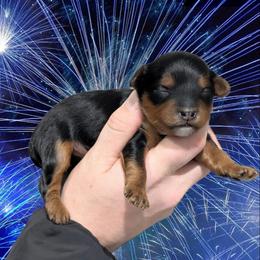 Champagne - Black and tan male Yorkipoo puppy in Coshocton, Ohio from Forever Family Puppies