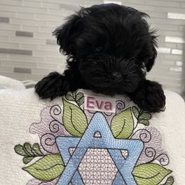 Poodle, Yorkipoo, and Yorkshire Terrier Puppies from Star Catcher Pups