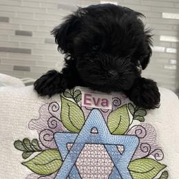 Poodle, Yorkipoo, and Yorkshire Terrier Puppies from Star Catcher Pups