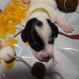 Sassie - Piebald female Dachshund puppy in Grover, North Carolina from Windie's Dachshunds