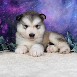 Jedi Kenobi - Sable and white male Alaskan Malamute puppy in Spokane, Washington from Asgard Wooly Malamutes