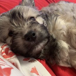 Havanese Puppies from Homefull of Havanese