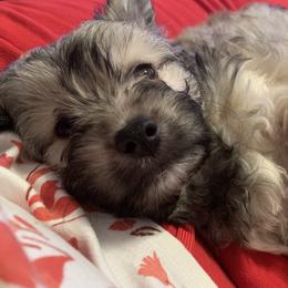 Havanese Puppies from Homefull of Havanese