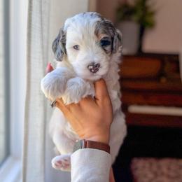 Diamond - Merle male Bernedoodle puppy in Benton, Arkansas from Cozy Creek Doodles