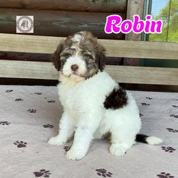 Robin - Sable female Bernedoodle puppy in Banner Elk, North Carolina from Walnut Tree Bernedoodles