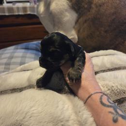 Lola - Black and tan female Yorkshire Terrier puppy in Toledo, Ohio from Yorkie / Chorkie  love