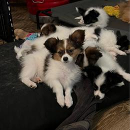 Roan - White and sable male Papillon puppy in Benton, Arkansas from Mama's Pride