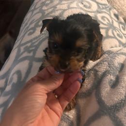 Pippy - Blue and gold male Yorkshire Terrier puppy in Hot Springs, Arkansas from Weslynn Kennels