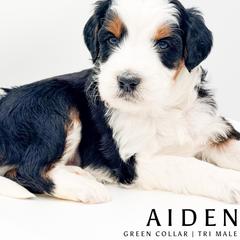 Aiden - male Australian Mountain Doodle puppy in Tipton, Indiana from Country Creek Doodles
