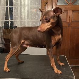 Cinnamon - Miniature Pinscher
