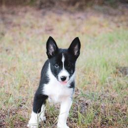 Amy - Black female Border Collie puppy in Dallas, Texas from Effervescent Border Collies