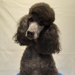 Adele - Poodle