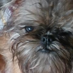 Brussels Griffons from Carol's Brussels Griffon