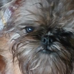 Brussels Griffons from Carol's Brussels Griffon