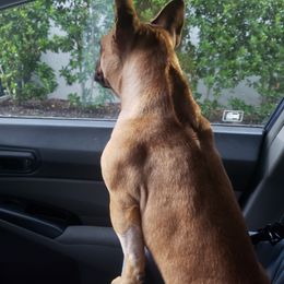 French Bulldog All Grown Up from Fetching Frenchies of SWFL