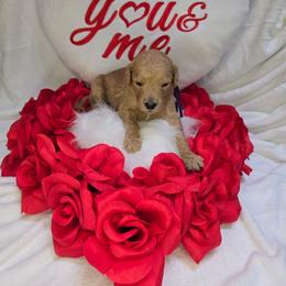 Max - Apricot female Goldendoodle puppy in Georgetown, Tennessee from Georgetown Designer & Purebred Puppies