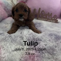 Cavapoo Puppies from Cavapoo Lovebugs