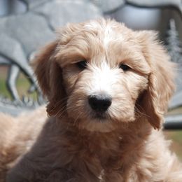 Bernedoodle, Goldendoodle, and Labradoodle Puppies from Doodle Nation