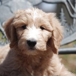 Bernedoodle, Goldendoodle, and Labradoodle Puppies from Doodle Nation