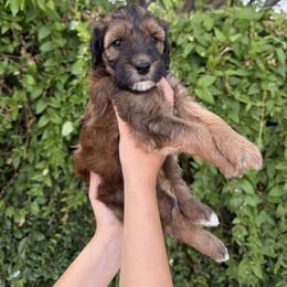 Bernedoodle and Whoodle Puppies from Gilbert Bernedoodles & Whoodles