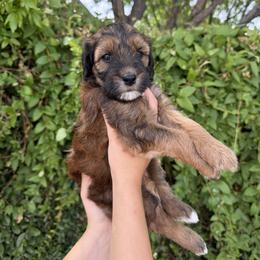 Bernedoodle and Whoodle Puppies from Gilbert Bernedoodles & Whoodles