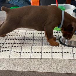 Doberman Pinscher Puppies from Jensen Dobermans