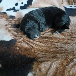 Boy 5 - Black male German Shepherd puppy in Cochise, Arizona from Freiheit Von Himmel  Shepherds