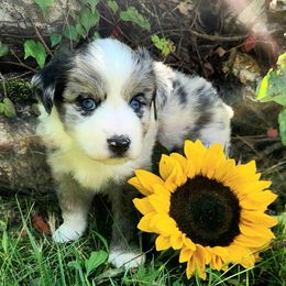 Max - Blue merle male Miniature Australian Shepherd puppy in Sandown, New Hampshire from Ashby Lou Aussies