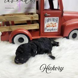 Hickory - Phantom male Poodle puppy in Mancelona, Michigan from Lavender poodles & doodles
