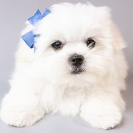 Boy 2 - male Maltese puppy in Oxford, Indiana from Brost Maltese
