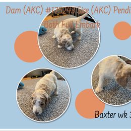 Poodle Puppies from Joy Of Parti Poodles