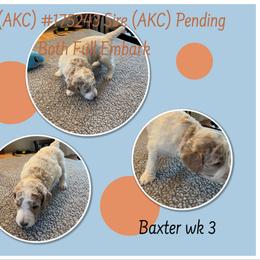 Poodle Puppies from Joy Of Parti Poodles