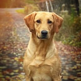 Rye - Labrador Retriever