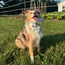 Teddy Graham - Toy Australian Shepherd