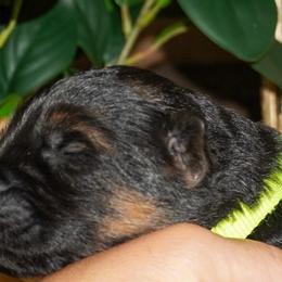 Yellow Collar - Black and red female German Shepherd puppy in Howell, Michigan from Sheyenne’s Shepherds