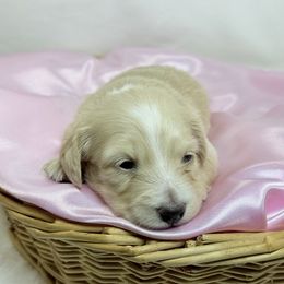 2700 Sis - Cream female Dachshund puppy in Nashville, Arkansas from Whisenhunt Farms
