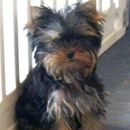 Tiny Girl - Blue and gold female Yorkshire Terrier puppy in Baraga, Michigan from Ojibwa Yorkies