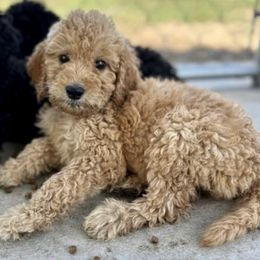 Goldendoodles from Spring Prairie Doodles