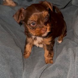 Chocolate  tan female Yorkie - Chocolate and tan female Yorkshire Terrier puppy in Des Moines, Iowa from Diamond Yorkshire Terriers
