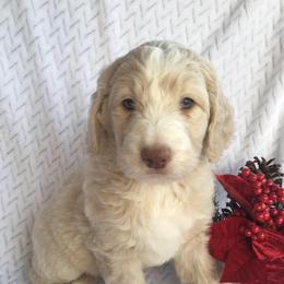Boy 3 - male Australian Mountain Doodle puppy in Blairstown, Missouri from Shepherd Hill Doodles