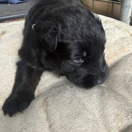 Mr Tan - Bi-color male German Shepherd puppy in Berlin, Wisconsin from Gypsy Miracle Kennels