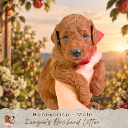 Honeycrisp - Red  male Goldendoodle puppy in Norcross, Georgia from Teddy Puppies