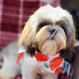 Rosalina - Silver and white female Shih Tzu puppy in North Carolina from WillowCreek Mountain View Shih Tzu