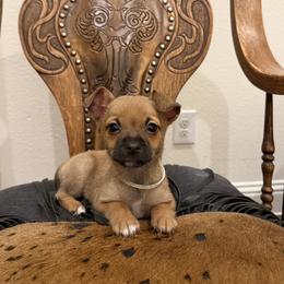 2,500 small size Brownie - Chocolate sabled fawn female Chihuahua puppy in Burleson, Texas from Tiny Diiamond Chihuahua