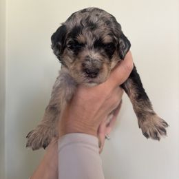 Sadie - Blue merle female Aussiedoodle puppy in Greensboro, North Carolina from Glendale Doodles