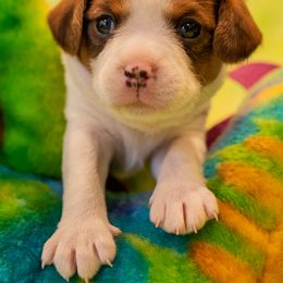 Jitterbug - Sporty Mix puppy in Burnsville, Minnesota from Puzzle Dogs