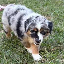 Oakley - Blue merle male Miniature Australian Shepherd puppy in Austin, Texas from Austin Aussies by Jody